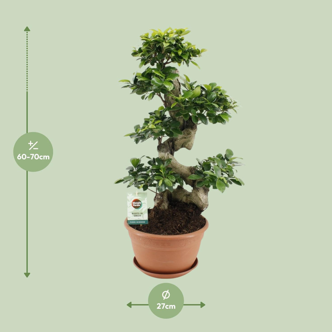Ficus Ginseng Bonsai Tree 70cm - Indoor Plant with 27cm Pot