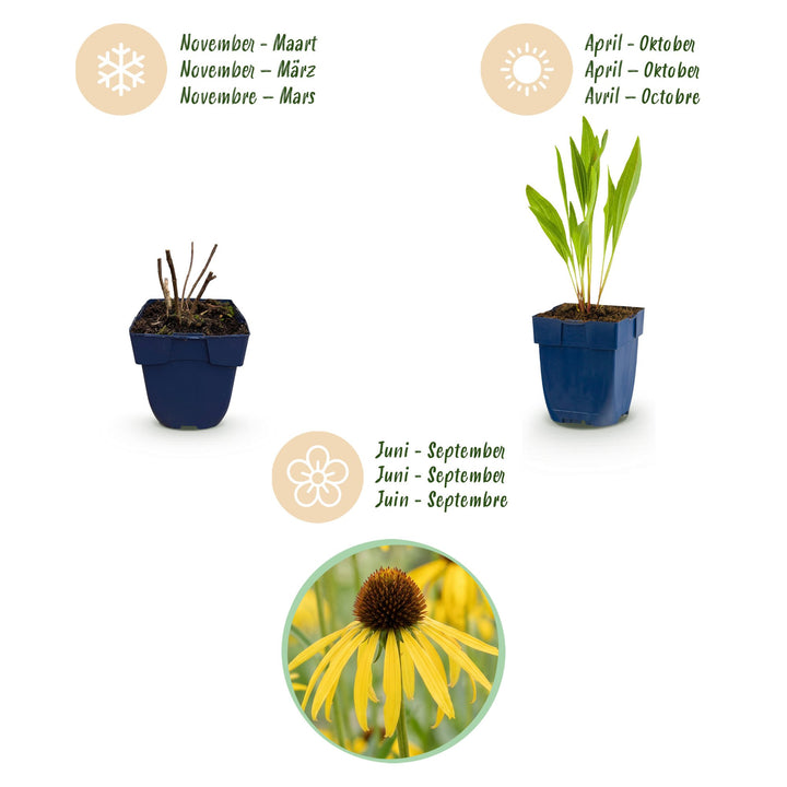 12 Echinacea paradoxa yellow coneflower plants in 11cm pots - view 4