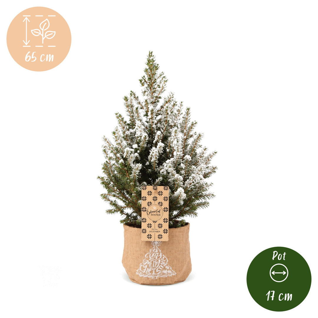 Pack of 4 potted snow-flocked dwarf spruce Christmas trees, 65cm in 17cm pots with a jute bag - view 5