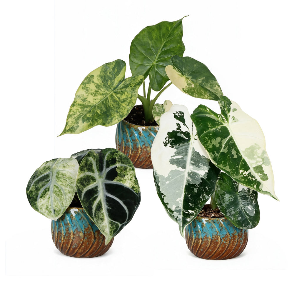 Baby Alocasia Tricolour Variegata plants, pack of 3, image 2