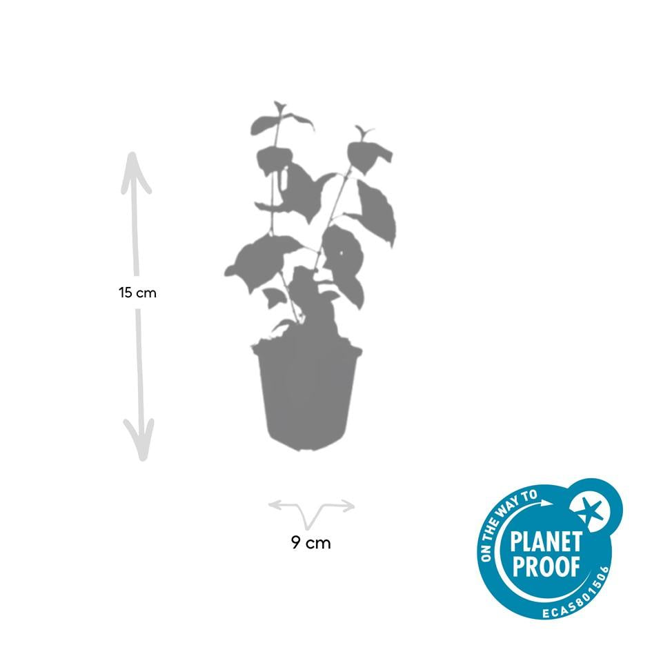 48x Cornus Midwinter Fire Dogwood - 9cm Pot - Fiery Winter Stems