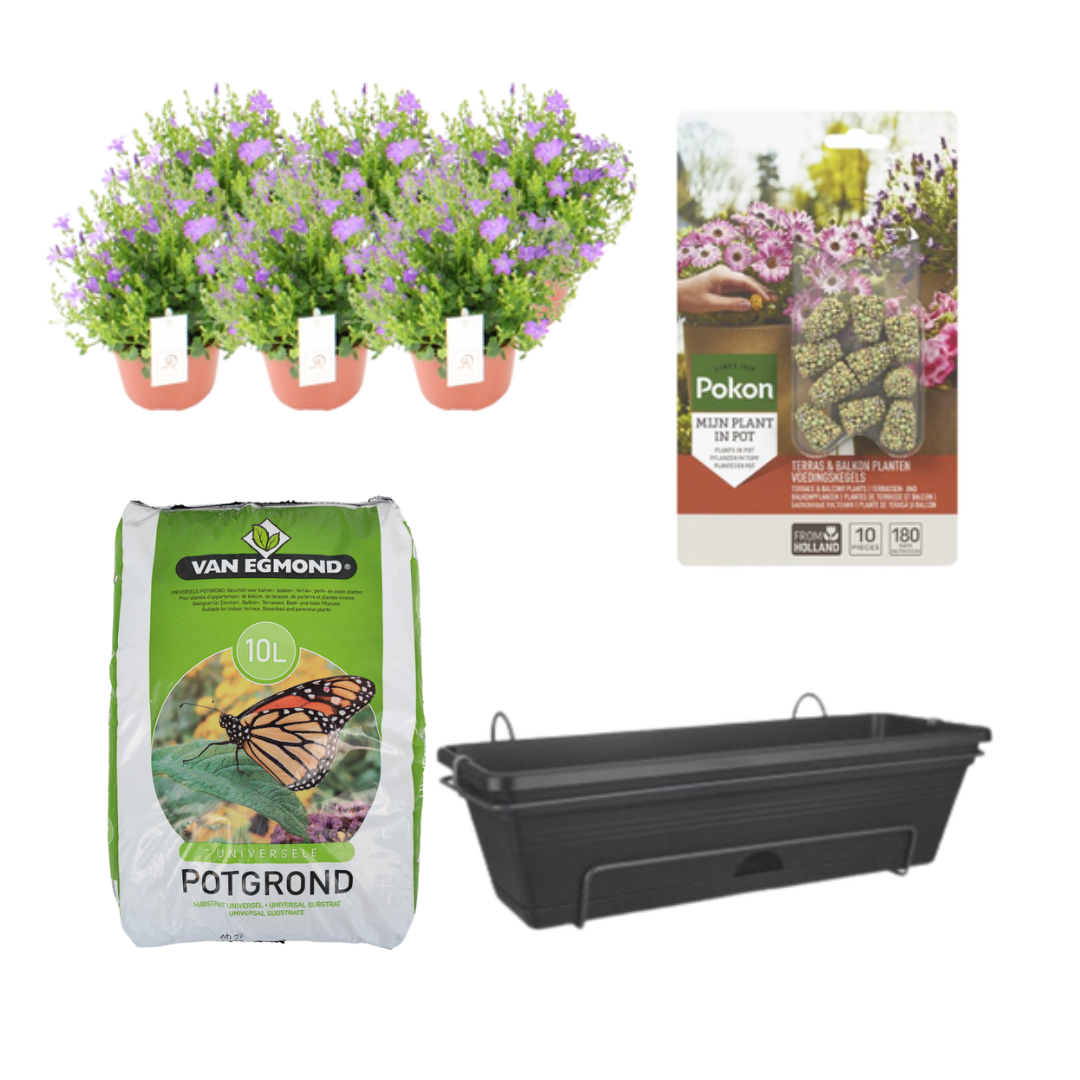 Campanula Balcony Planter Kit - Complete Garden Starter Set