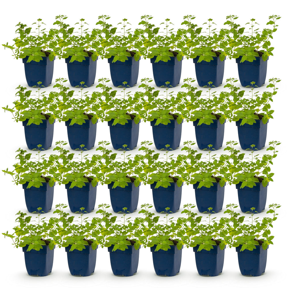 24 Nepeta racemosa 'Walker's Low' catmint plants in 11cm pots - view 2