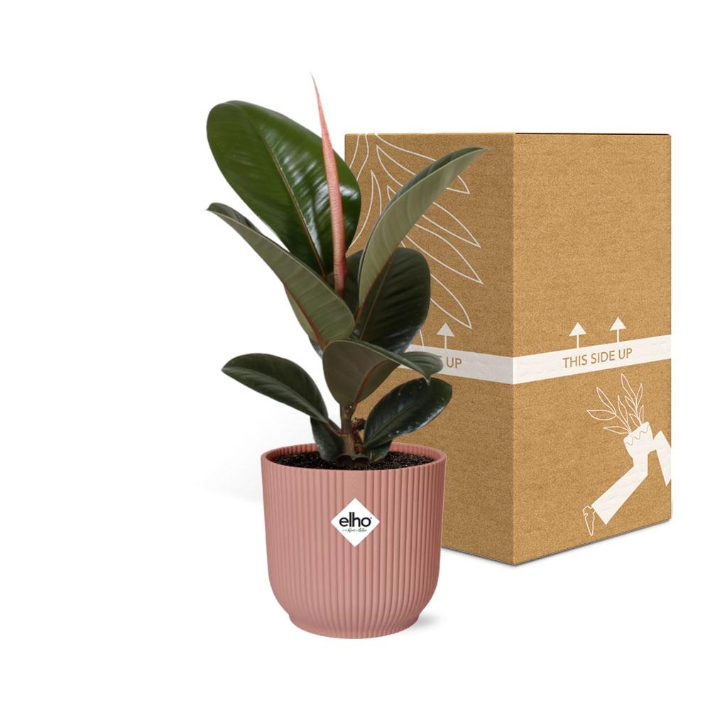 Rubber Plant Robusta (Ficus elastica 'Robusta') in a pink ELHO Vibes pot, view 5
