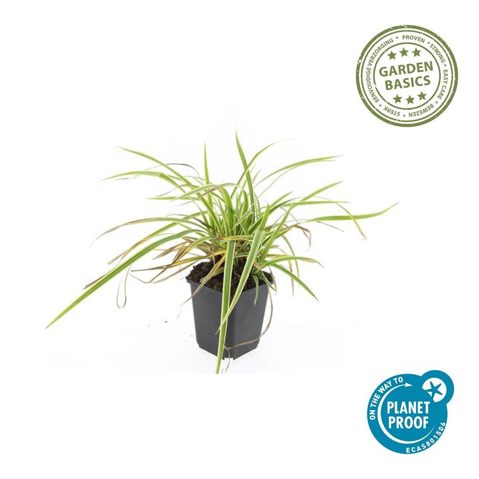 Carex Morrowii Aureovariegata - Variegated Japanese Sedge Plant