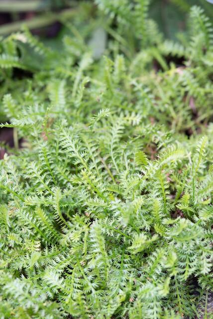 Leptinella Squalida Brass Buttons - Shade Groundcover Plants
