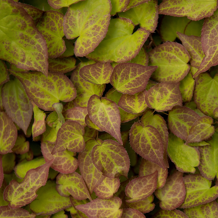 48x Epimedium perralc. 'Frohnleiten' - ↕10-25cm - Ø9cm