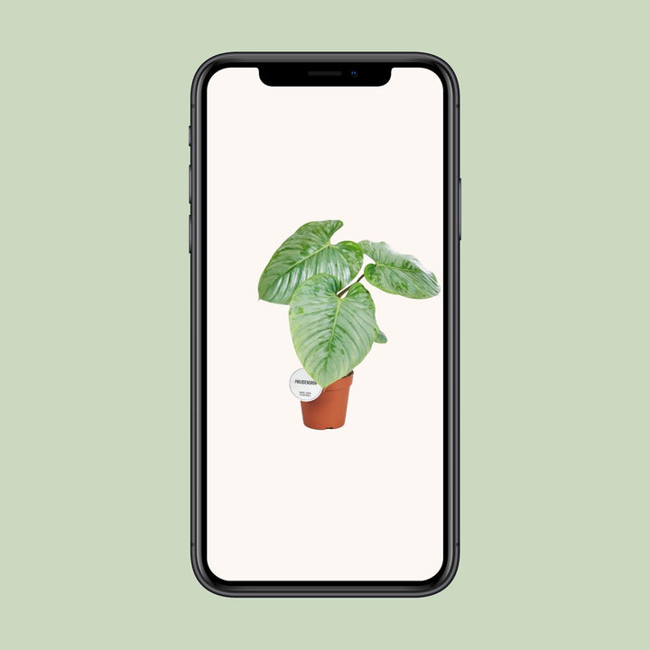 Philodendron Plant 45cm - Heart-Shaped Leaves Indoor Houseplant