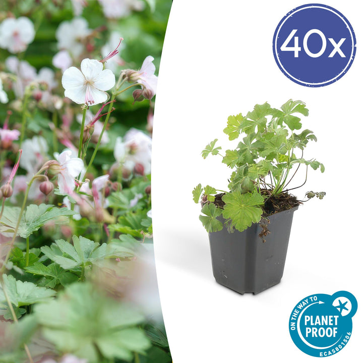 40x Hardy Geranium Biokovo - White-Pink Ground Cover - 9cm Pot