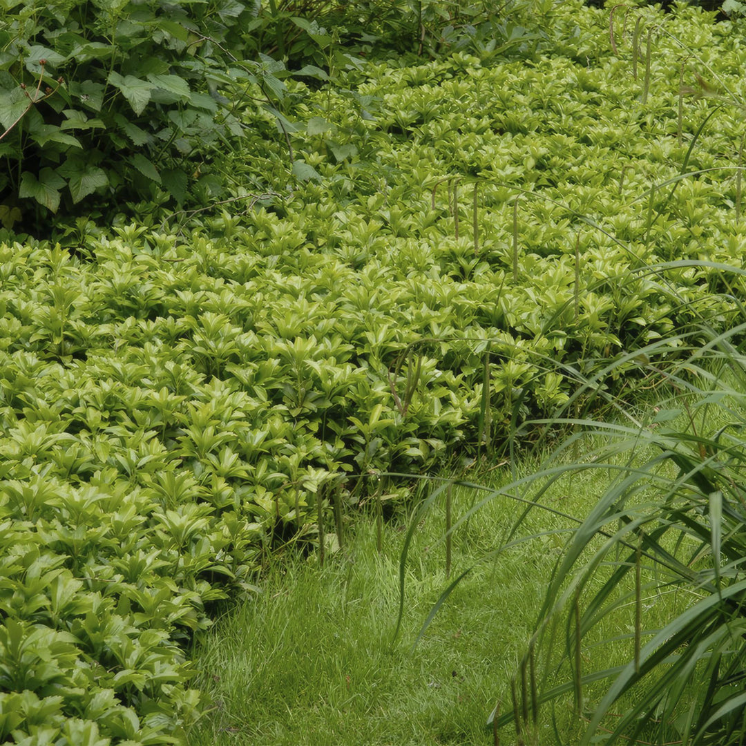 60x Pachysandra terminalis 'Green Carpet' - Evergreen Ground Cover