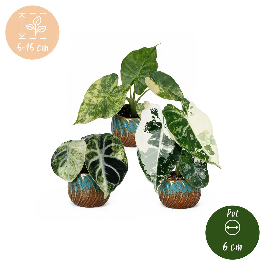 Baby Alocasia Tricolour Variegata plants, pack of 3, image 5