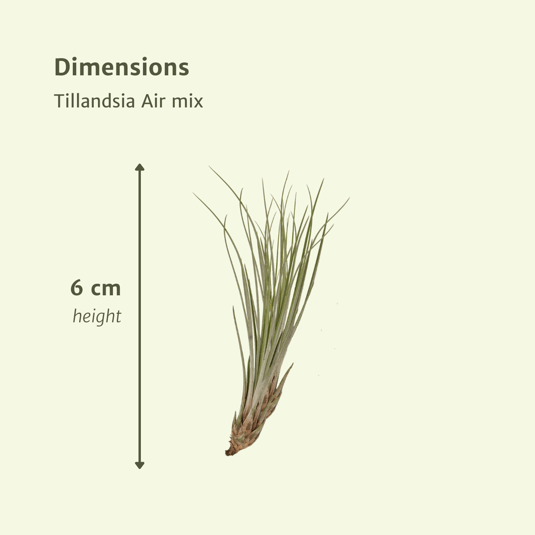 Everspring - Tillandsia Air mix - 10 Pieces - 6 cm - ø6