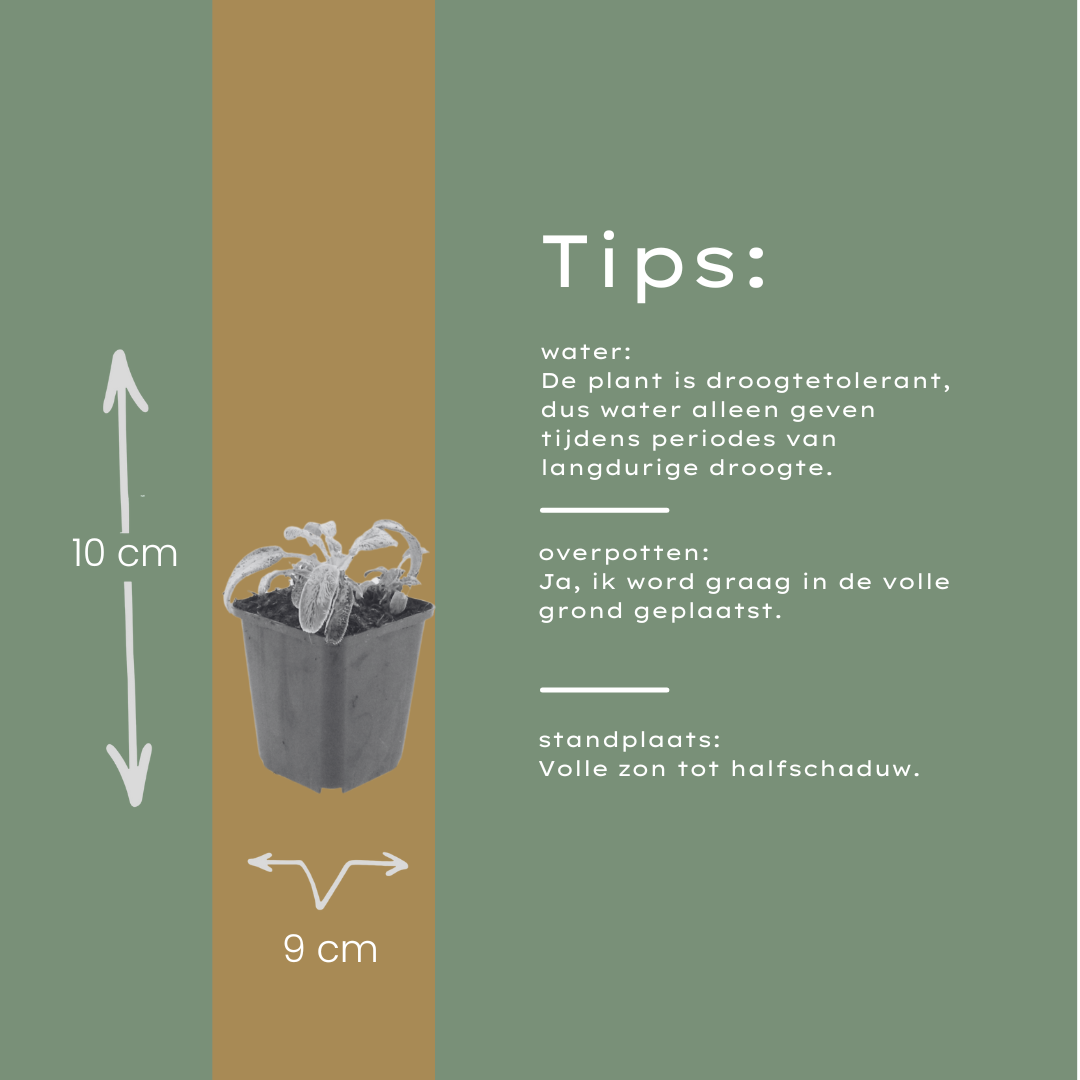 24x Stachys byzantina 'Silver Carpet' - ↕10-25cm - Ø9cm