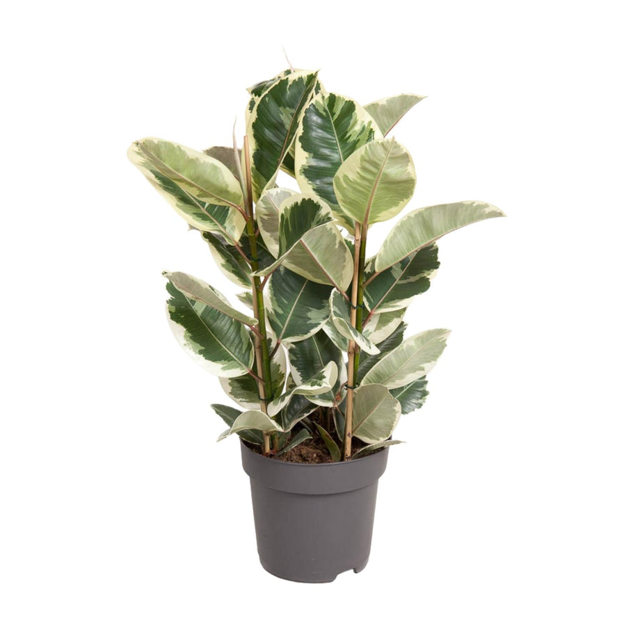 Variegated Ficus Elastica Tineke plant with green and cream leaves in a 100cm indoor pot by Everspring