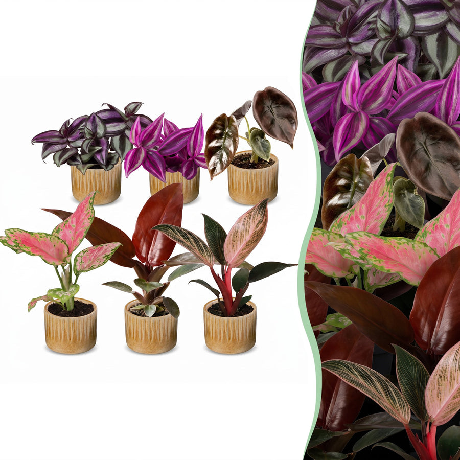 Baby Paradise Mix houseplants, pack of 6 in 6cm pots