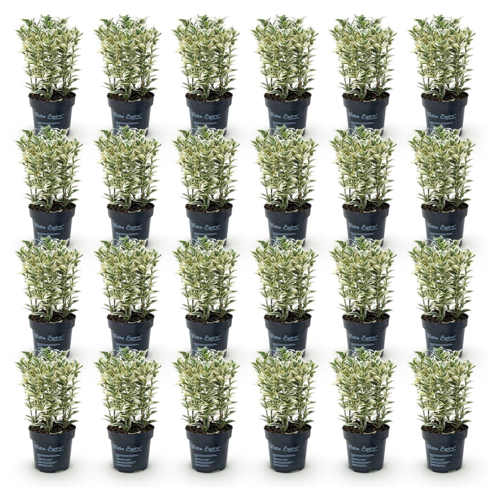 24 Euonymus japonicus 'White Spire' plants in 9cm pots, 20-30cm tall - view 2