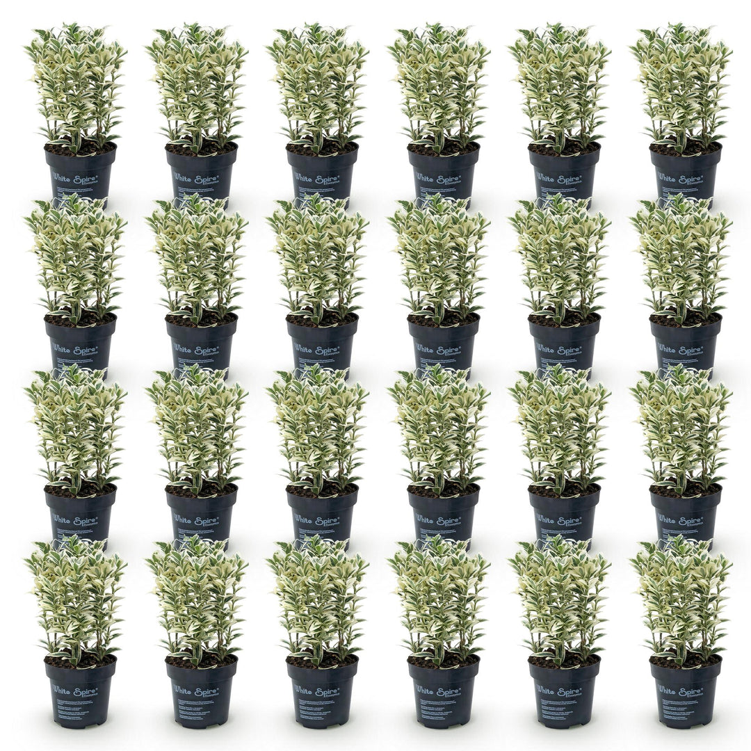 24 Euonymus japonicus 'White Spire' plants in 9cm pots, 20-30cm tall - view 2
