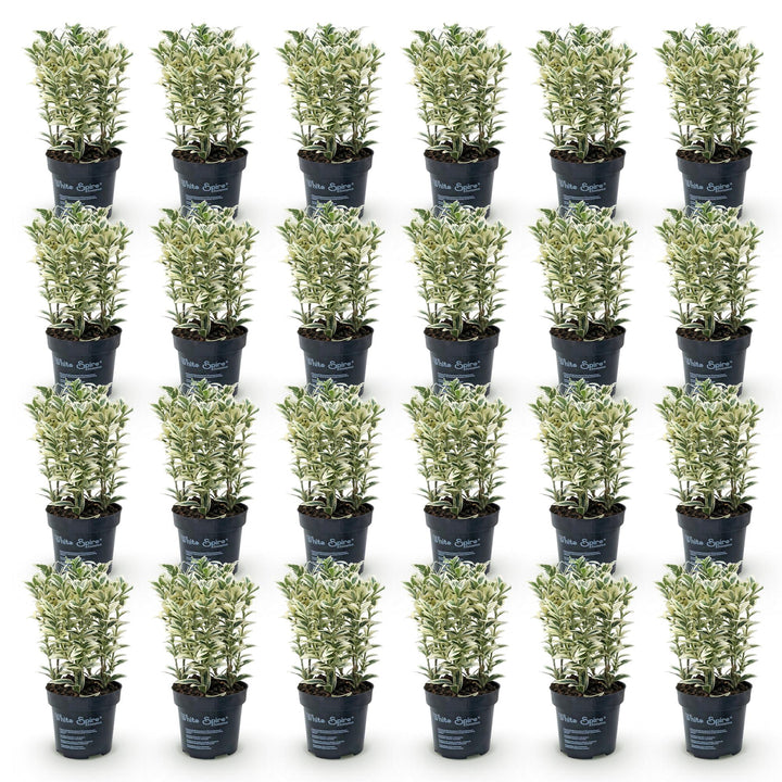 24 Euonymus japonicus 'White Spire' plants in 9cm pots, 20-30cm tall - view 2