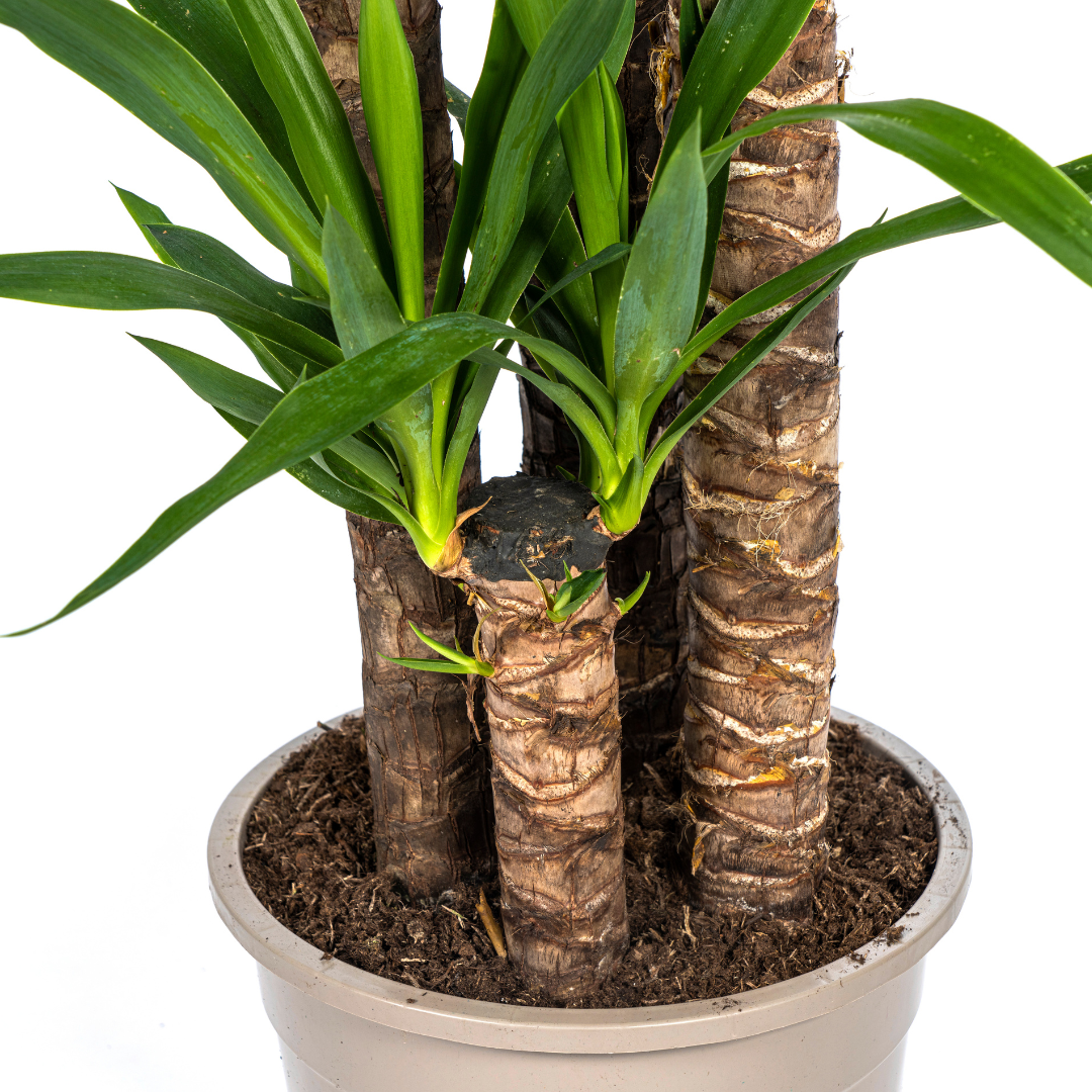 Yucca Elephantipes 150-170cm | Woody Stem Indoor Plant Ø27cm