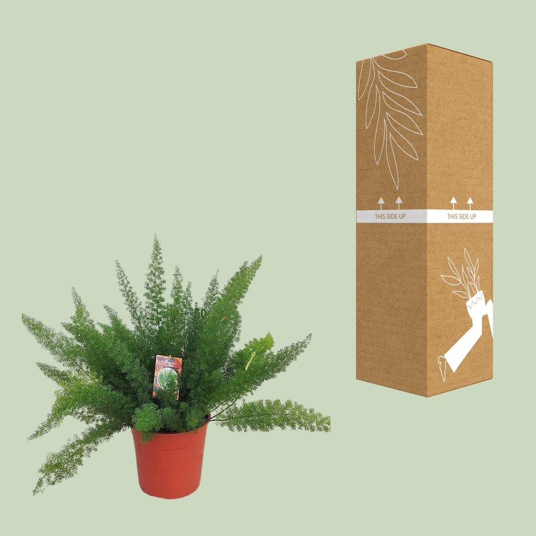 Green Asparagus Fern plant in a 27cm pot, 60cm tall, by Everspring, ideal for indoor air purification.