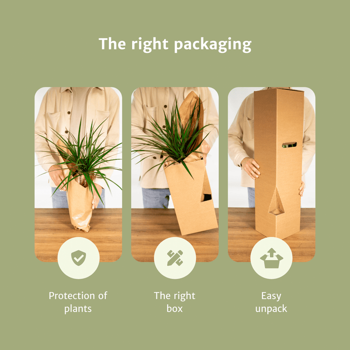 Kokodama Monstera Minima Hanging Plant - Coconut Fiber Pot 15cm