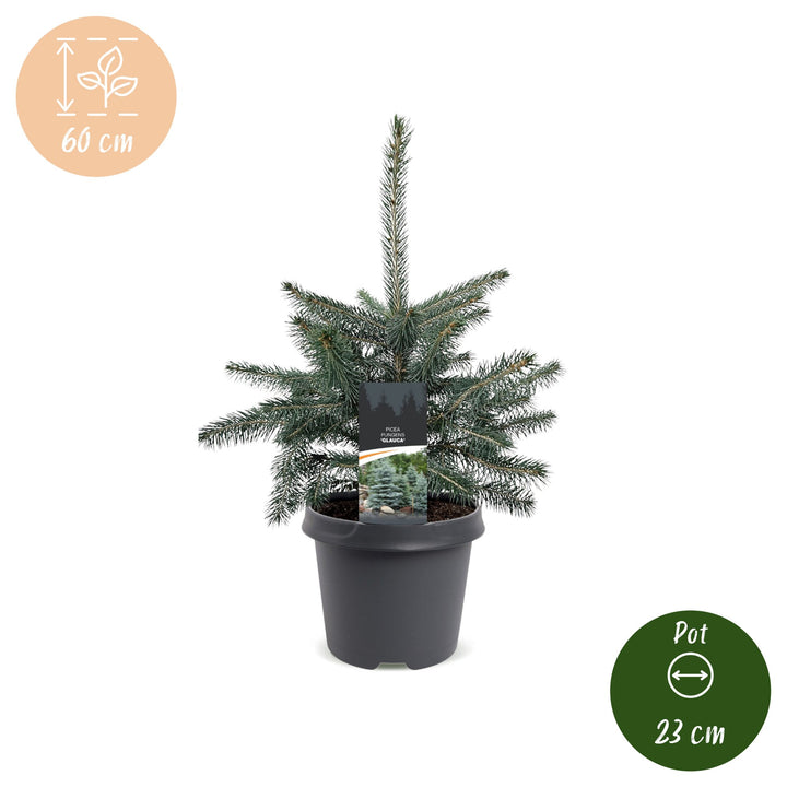 Picea pungens Glauca Blue Spruce living Christmas tree in growing pot, approx. 60cm tall, image 5