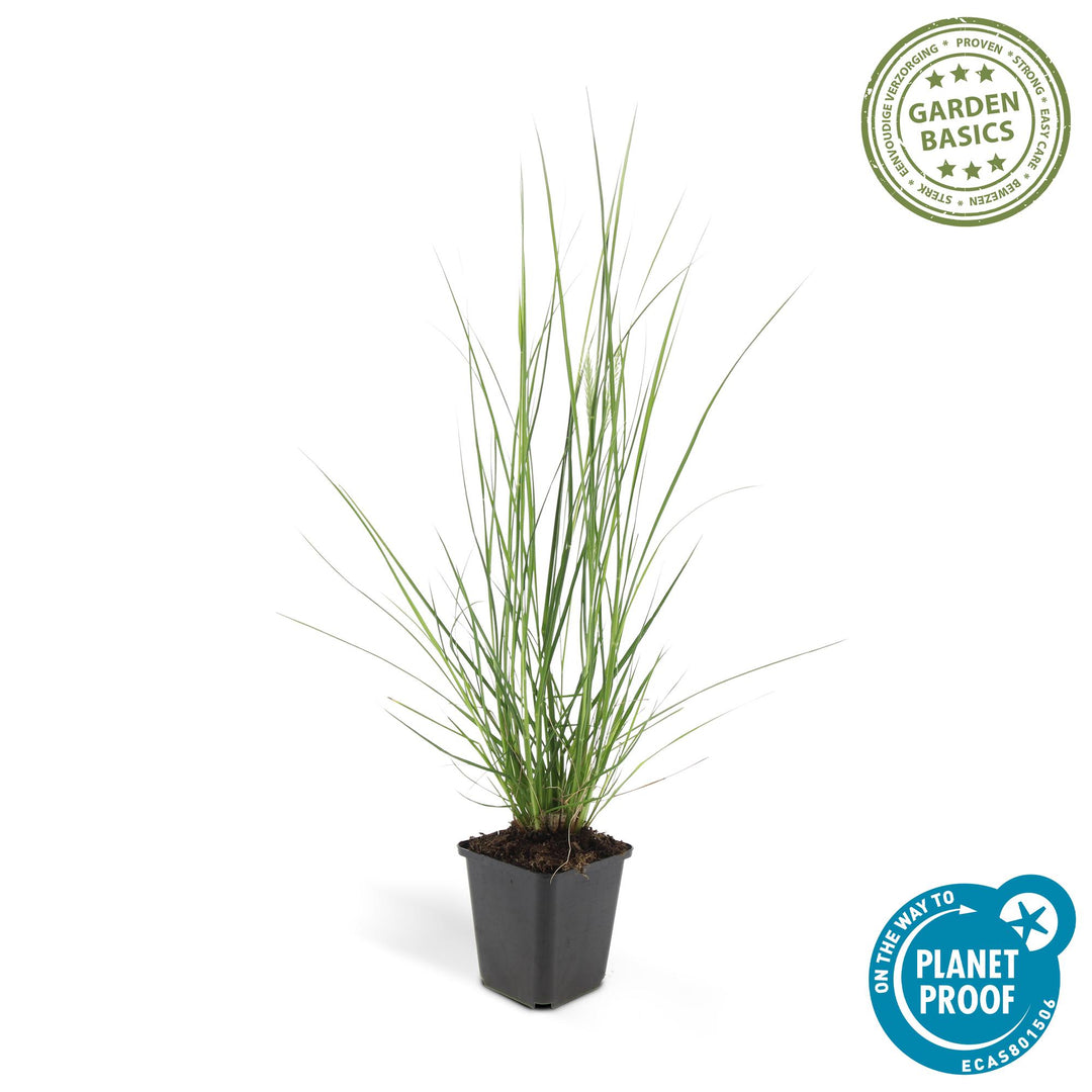 Ornamental Pennisetum Alopecuroides Hameln Fountain Grass with creamy plumes in a decorative container