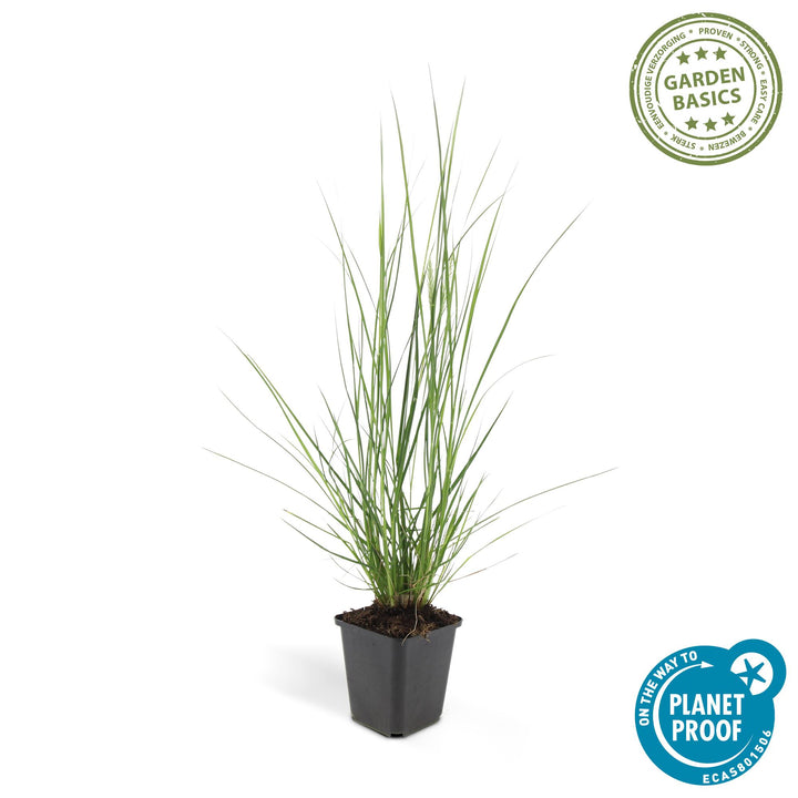 Ornamental Pennisetum Alopecuroides Hameln Fountain Grass with creamy plumes in a decorative container