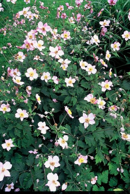 24x Anemoon 'Robustissima' Paars-Blauw Vastplant - 10-25cm Ø9cm