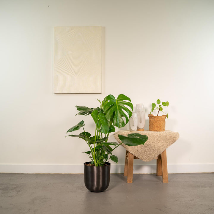 Monstera Deliciosa Swiss Cheese Plant 80cm - Air Purifying Houseplant