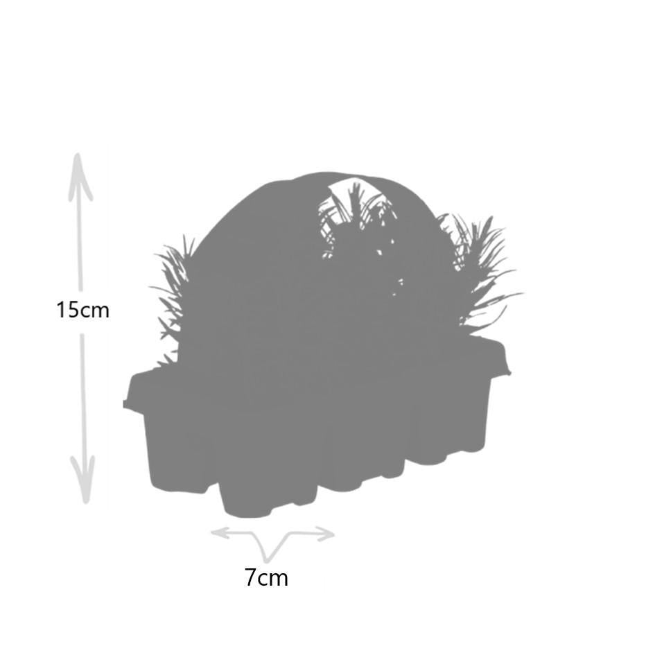 Six live True Lavender plants in green pots, featuring aromatic purple flowers, by Everspring.