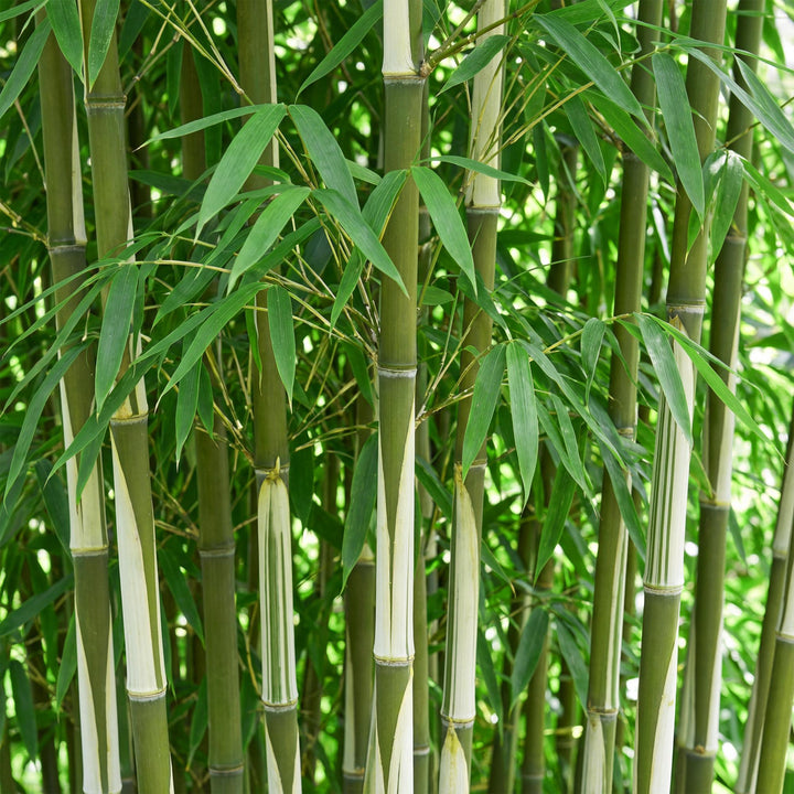 18 Fargesia robusta Pingwu clumping bamboo plants in 14cm pots - view 5