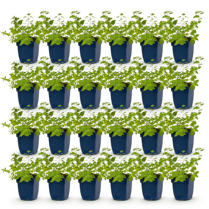 Pack of 24 Nepeta 'Six Hills Giant' catmint plants in 11cm pots - view 2