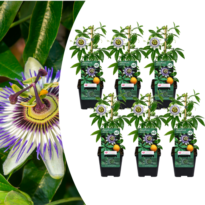 6x Passiflora caerulea (Passion Flower) – P9 Pot – Exotic Flowering Climbing Plant