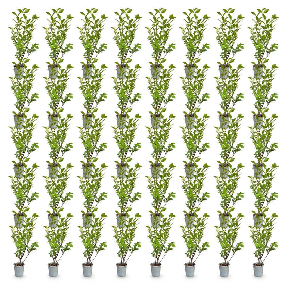 40 Ligustrum ovalifolium privet hedging plants in 9cm pots, 35-45cm tall - view 2