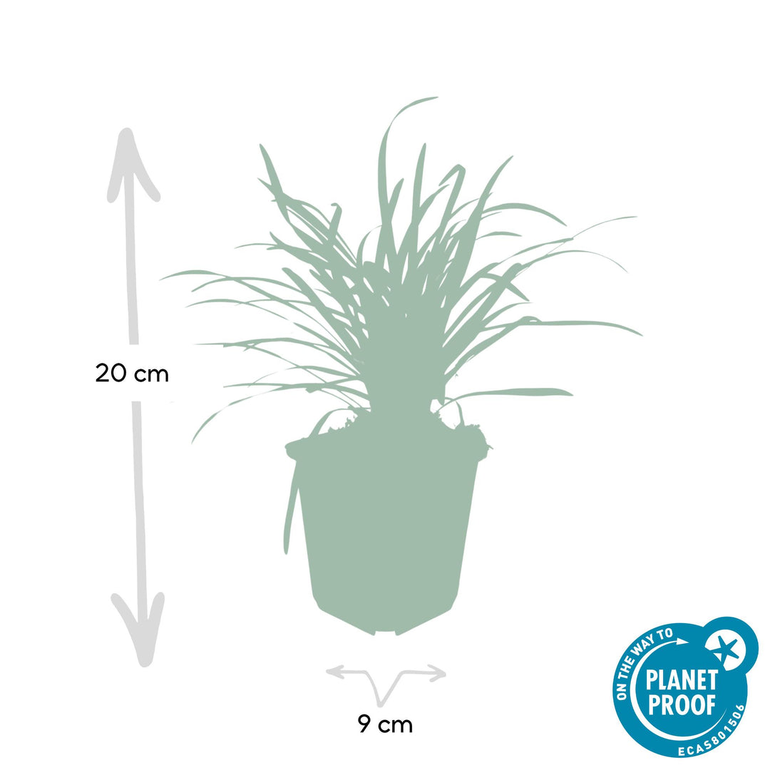 48x Liriope 'Big Blue' - Evergreen Ground Cover for Shade