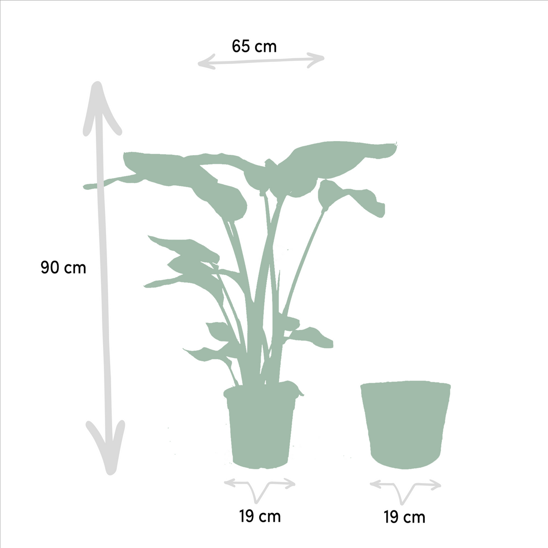 Strelitzia Nicolai & Alocasia Macrorrhiza Duo with Selin Basket: Your Instant Tropical Oasis – Buy Now!