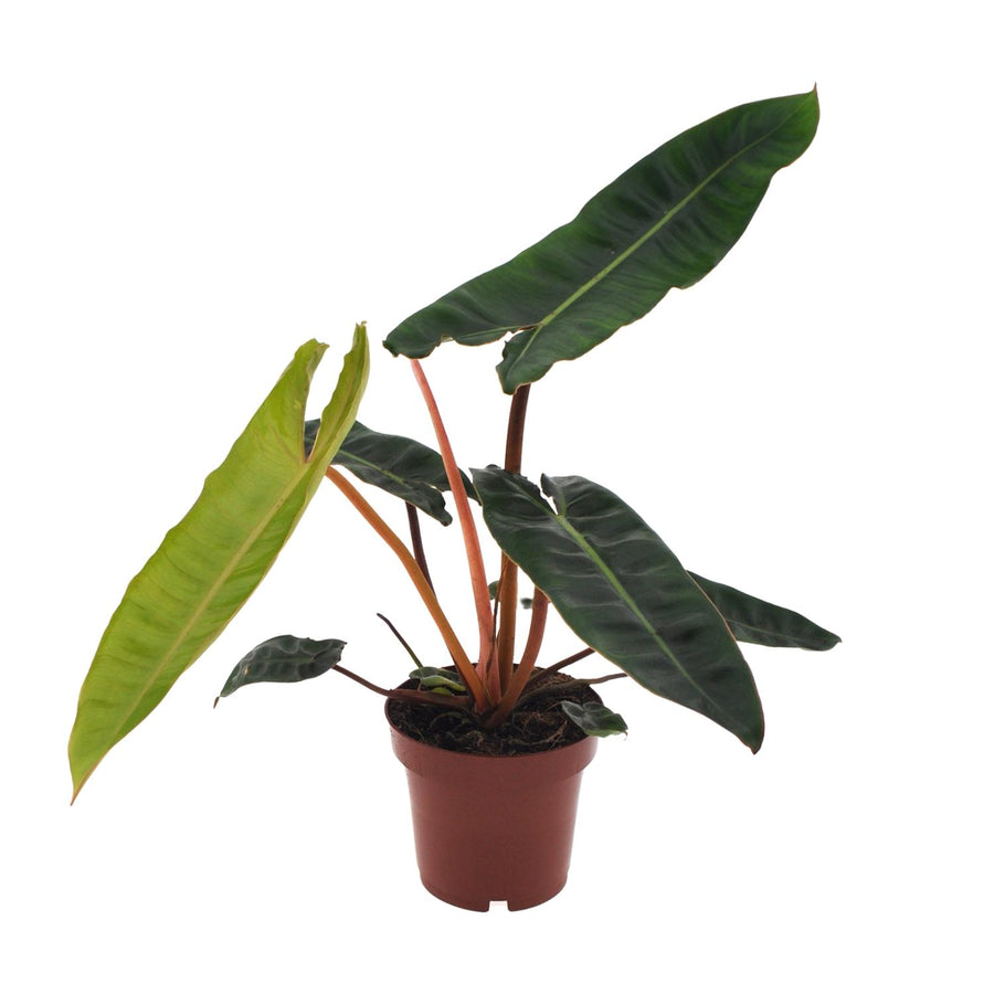 Philodendron Billietiae indoor houseplant in a 12cm pot, featuring vibrant green leaves, by Everspring.