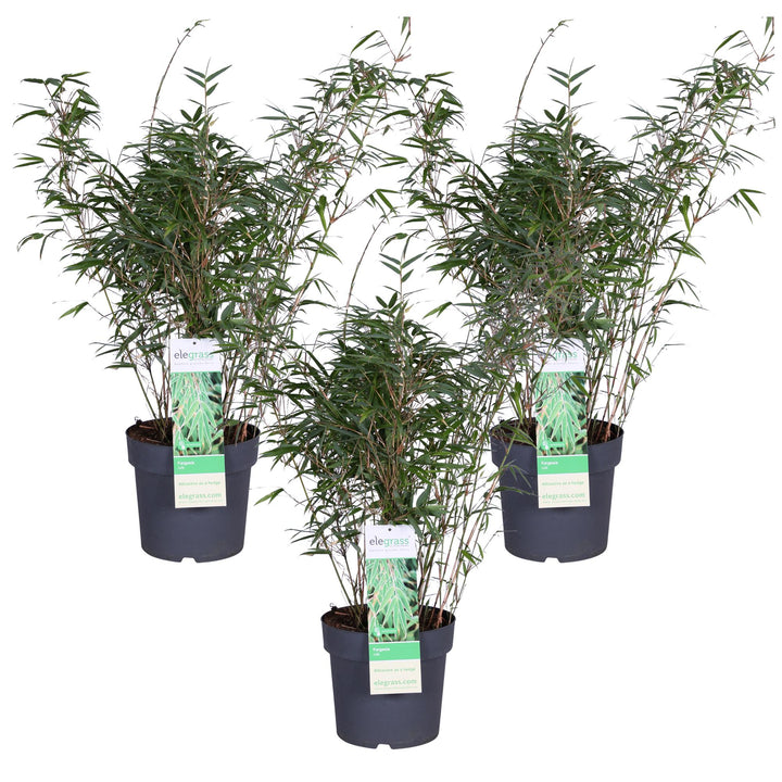 Green Fargesia Rufa clumping bamboo plant in a container, ideal for non-invasive privacy screening by Everspring