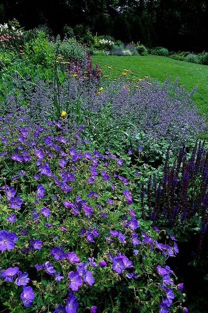 48x Geranium 'Johnson's Blue' - ↕10-25cm - Ø9cm