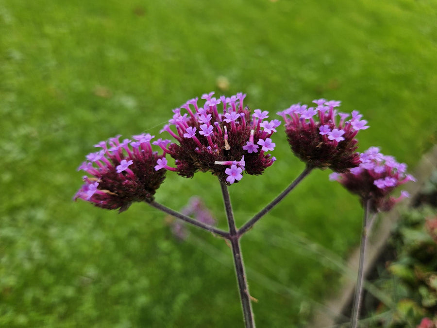 Verbena bonariensis 'Lollipop' with bright magenta-purple clustered flower heads on dark stems against green foliage…