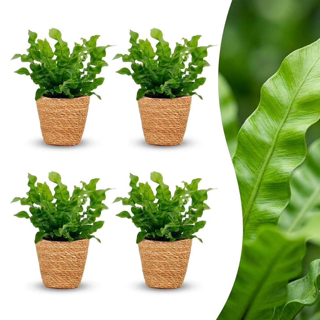 Asplenium Crispy Wave - Crispy Wave Fern - 4 Plants - with Basket - Pot 12cm - Height - 30cm