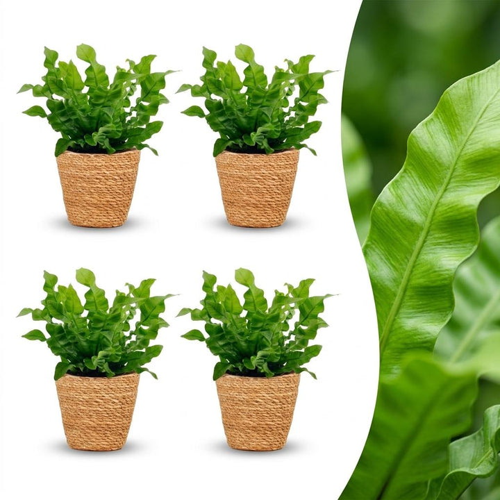 Asplenium Crispy Wave - Crispy Wave Fern - 4 Plants - with Basket - Pot 12cm - Height - 30cm