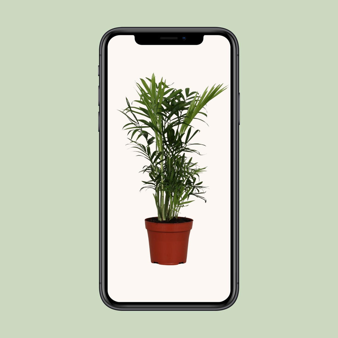 Chamaedorea Elegans Palm 40cm - Low Light Indoor Plant 12cm Pot