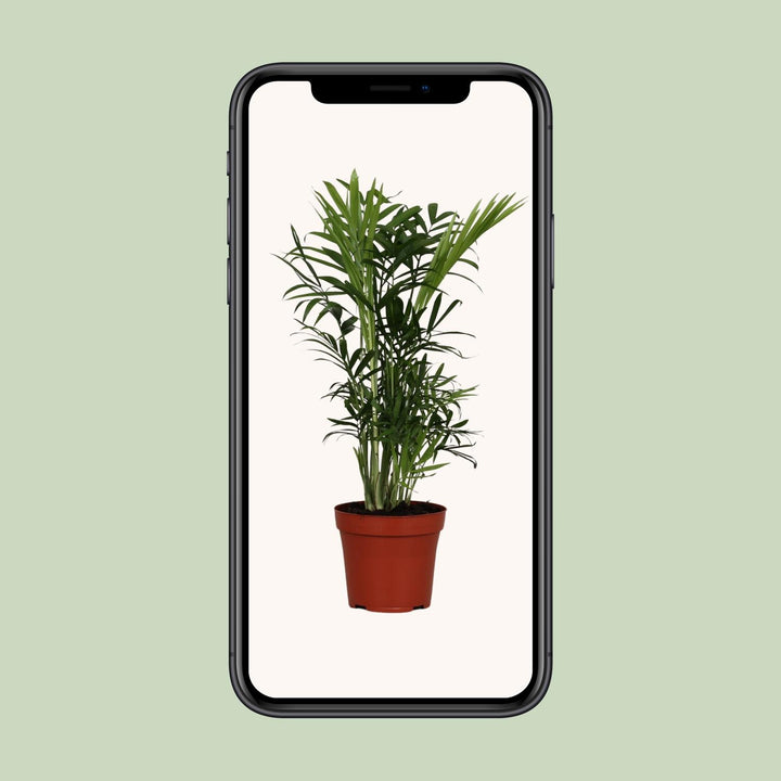 Chamaedorea Elegans Palm 40cm - Low Light Indoor Plant 12cm Pot