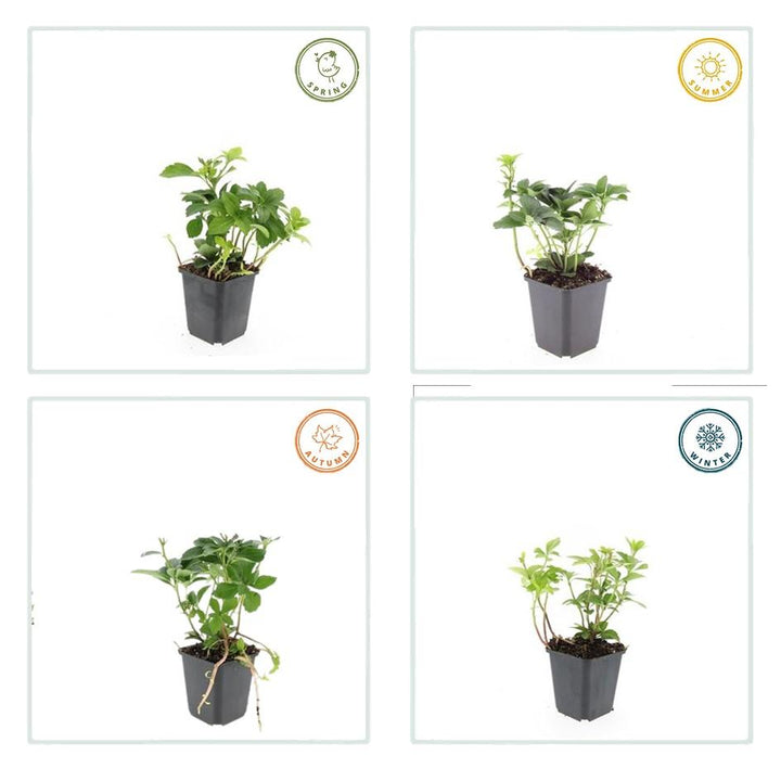 40x Pachysandra terminalis - Evergreen Ground Cover - 10-25cm