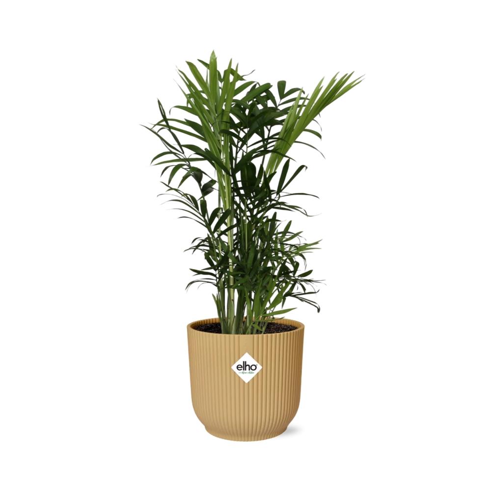 Chamaedorea Elegans - Dwarf Mountain Palm Indoor Plant Low Light