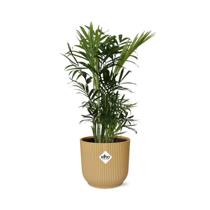 Chamaedorea Elegans - Dwarf Mountain Palm Indoor Plant Low Light