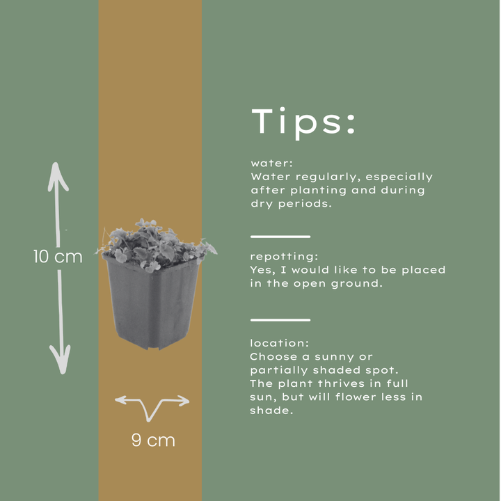 48x Campanula poscharskyana - ↕10-25cm - Ø9cm