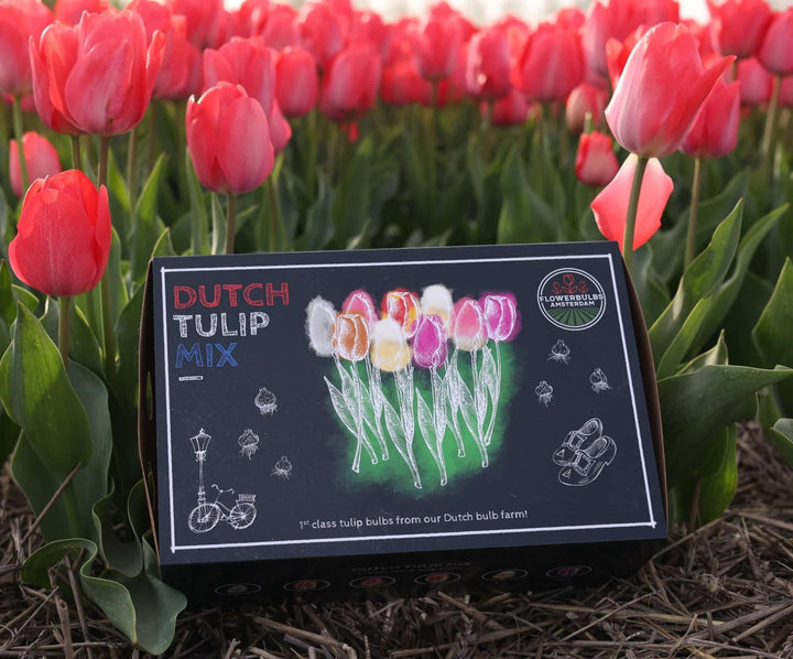 Dutch Tulip Mix - 90 Bulbs Luxury Large Box